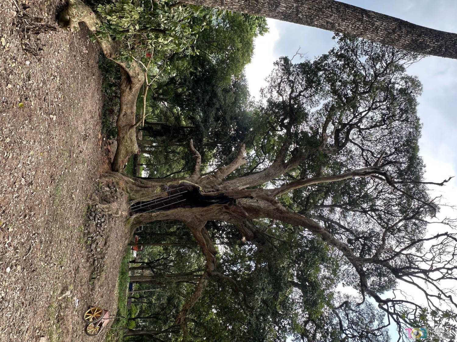 IMG_5594.jpeg